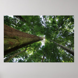 Poster Forêt tropicale indonésienne