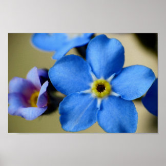 Poster Forget-Me-Nots 11