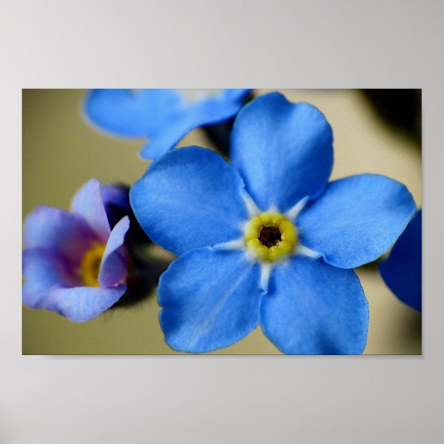 Poster Forget-Me-Nots 11 (Devant)