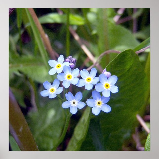 Poster Forget Me Nots 2 (Devant)