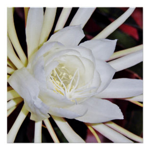 Poster Fougère de Staghorn à floraison nocturne