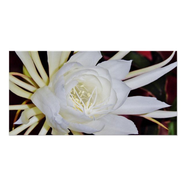 Poster Fougère de Staghorn à floraison nocturne (Devant)