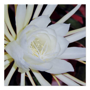 Poster Fougère Staghorn à floraison nocturne