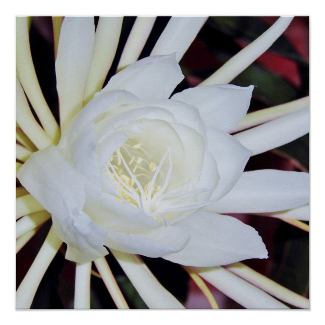 Poster Fougère Staghorn à floraison nocturne (Devant)