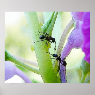 Poster Fourmis dans des mes plantes
