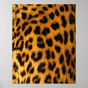 Poster Fourrure de Jaguar