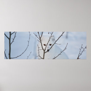 Poster Fox arctique