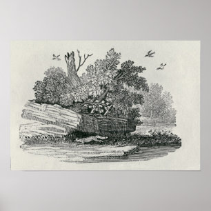 Poster Fox escapade,"L'histoire générale de