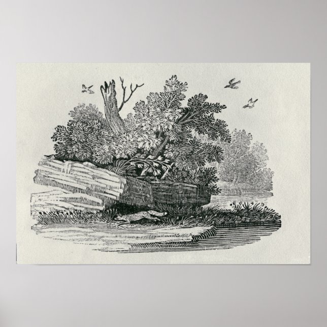 Poster Fox escapade,"L'histoire générale de (Devant)