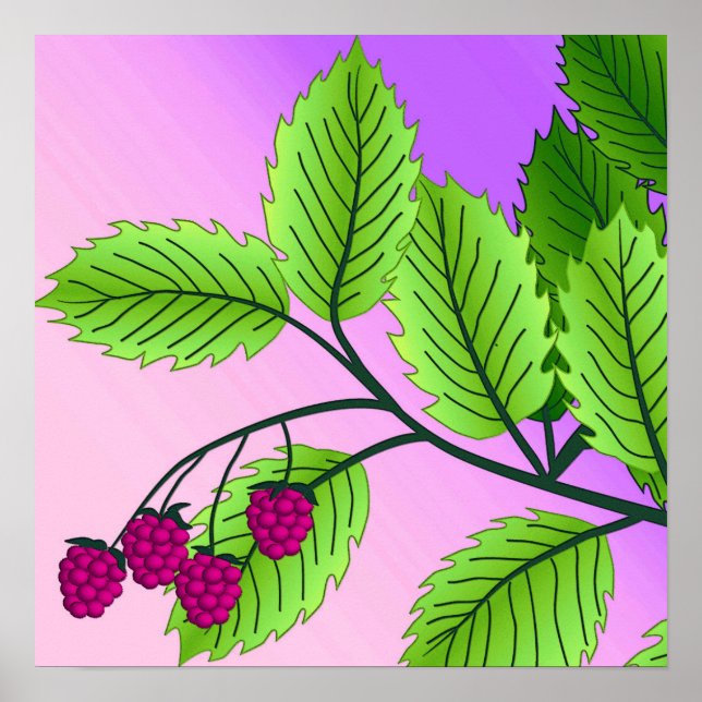 Poster Framboises sur une branche (Devant)
