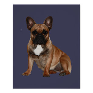 Poster français de bulldog