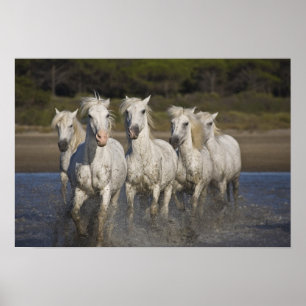 Poster France, Camargue. Horses run through the 2
