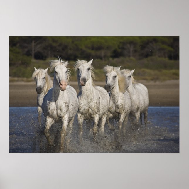Poster France, Camargue. Horses run through the 2 (Devant)