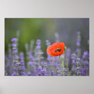 Poster France, Provence. Coquelicot solitaire dans un cha