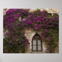 France, Provence, Eze. Rose Brillant