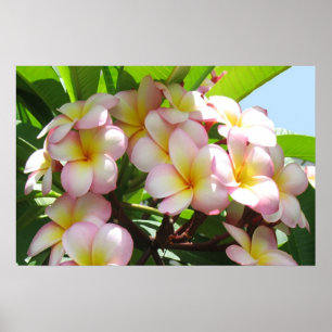 Poster Frangipani