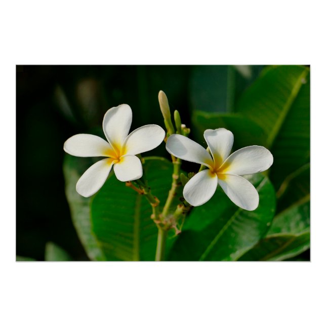 Poster Frangipani blanc (Devant)