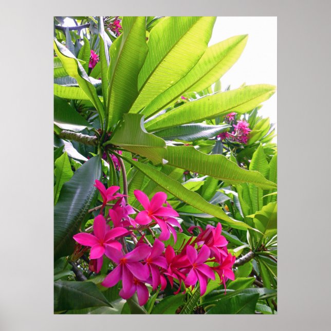 Poster Frangipani hawaïen (Devant)