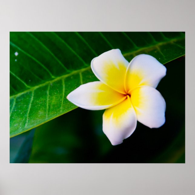 Poster frangipanier (Devant)