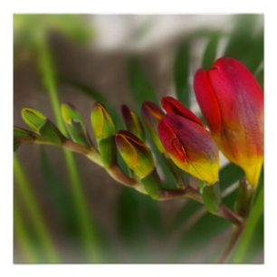 Poster freesia rouge foncé