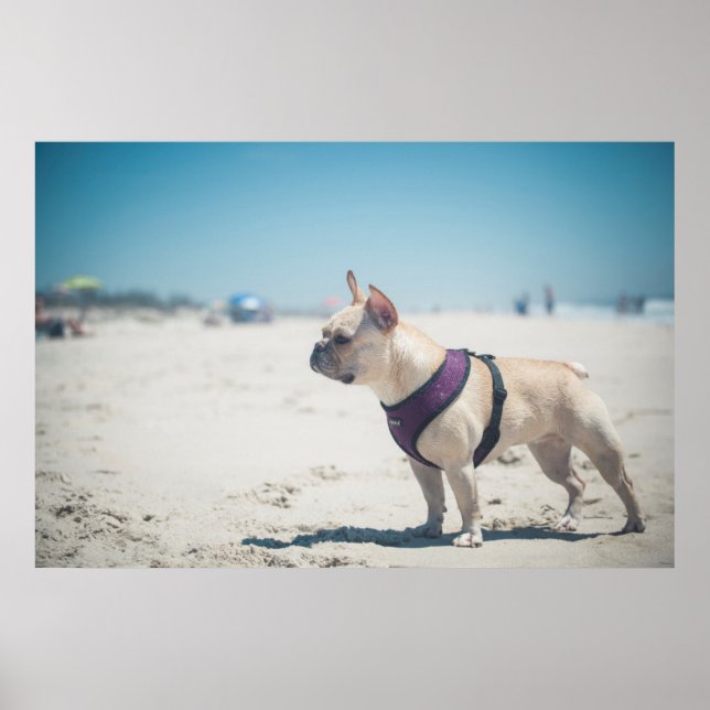 Poster French Bulldog On Beach (Devant)