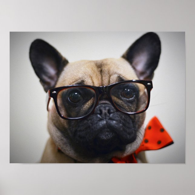 Poster French Bulldog With Glasses And Bow Tie (Devant)