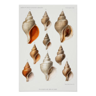 Poster French Seashell Plage Vintage Shell Sand Ocean