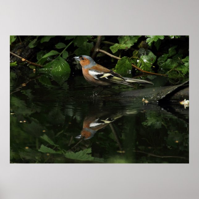 Poster Fringilla coelebs (Devant)