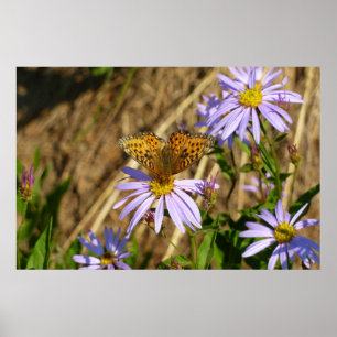 Poster Fritillaire Hydaspe sur Fleurs d'Aster Violet
