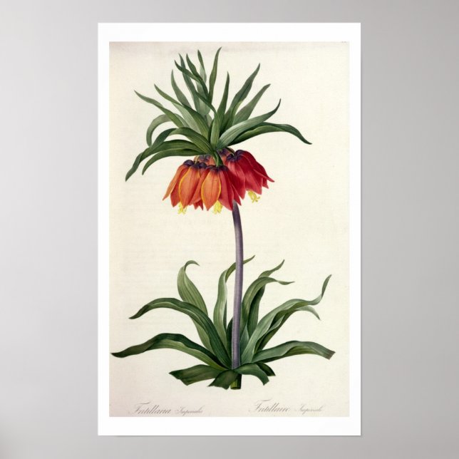 Poster Fritillaria Imperialis de, "Les Lilacees", 1802- (Devant)