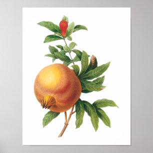 Poster Fruit alimentaire vintage, grenade de Redoute