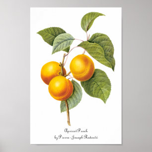 Poster Fruit vintage, Pêche à l'abricot par Redoute