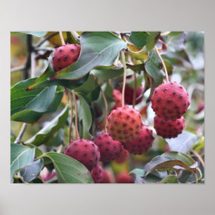 Poster Fruits de Dogwood Rouge Nature