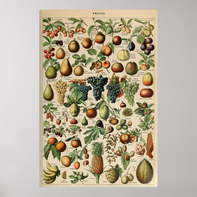 Poster Fruta Adolphe Millot Le Larousse Pour Tous (Devant)