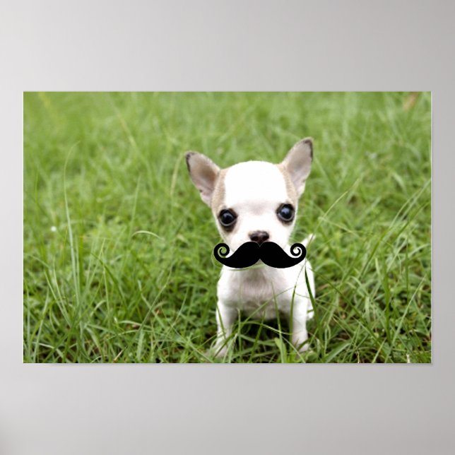 Poster Funny Chihuahua Mustache (Devant)