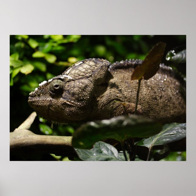 Poster Furcifer oustaleti (Devant)