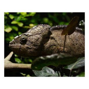 Poster Furcifer oustaleti