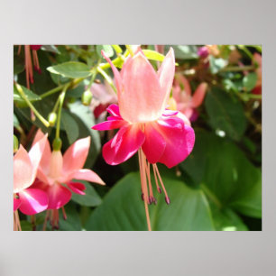 Poster Fuschia rose lumineux