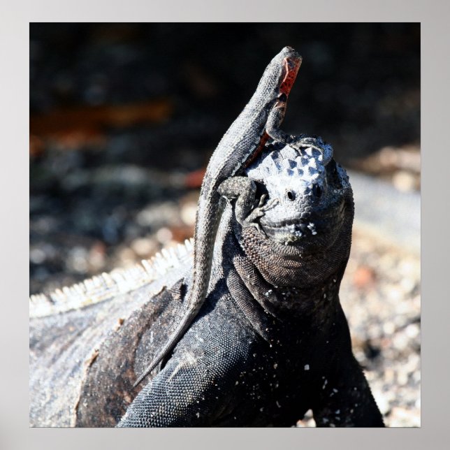 Poster Galapagos (Devant)