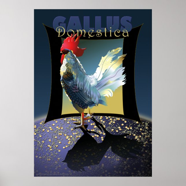 Poster Gallus Domestica (Devant)