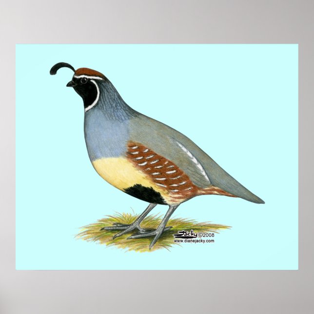 Poster Gambel's Desert Quail (Devant)