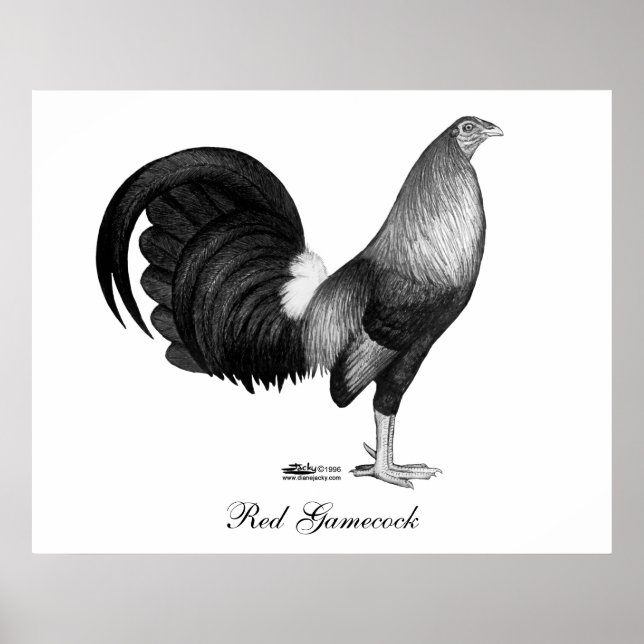 Poster Gamecock Red Hatch (Devant)