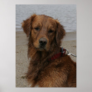 POSTER GARÇON D'EAU - GOLDEN RETRIEVER