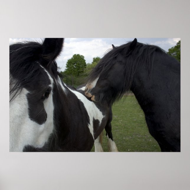 Poster Garçons tziganes (Devant)