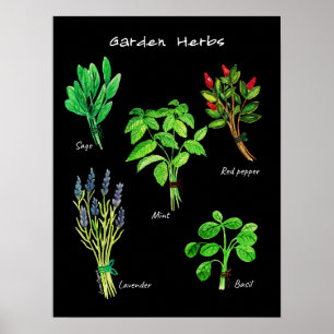 POSTER GARDEN HERBS