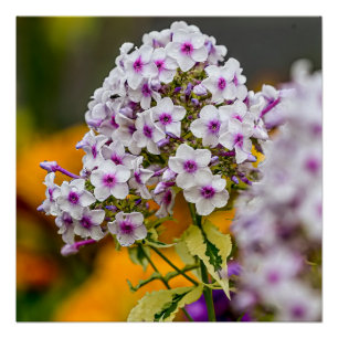 Poster Garden Phlox