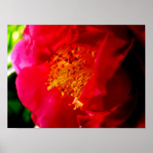 Poster Gardenia Love