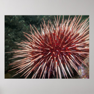 Poster Garnement géant de la Mer Rouge - copie de