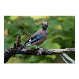 Poster Garrulus glandarius - Eichelhäher