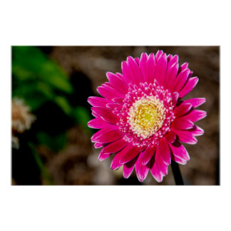 Poster Garvinea Sweet Fiesta Gerber Daisy